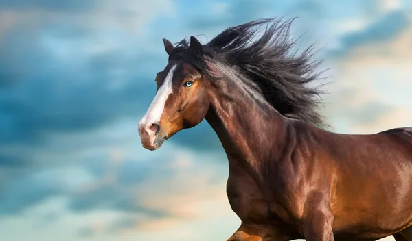 Retrato Caballo Con Melena Larga Cerca Movimiento — Foto de Stock