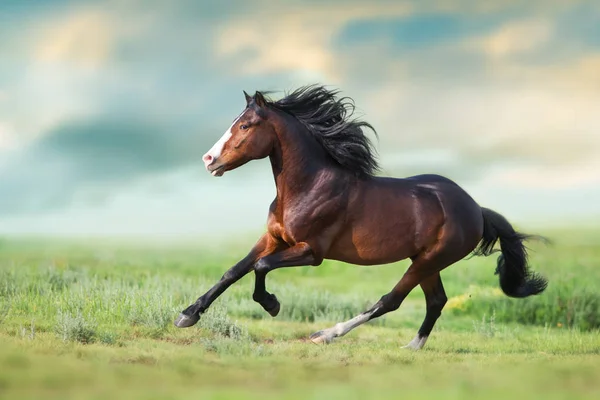 長いたてがみのある馬は 緑のフィールドで走ります — ストック写真