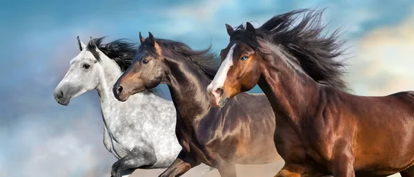 Paard Portret Met Lange Manen Close Beweging — Stockfoto