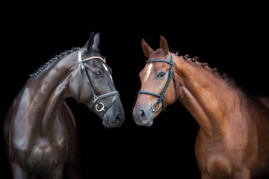 Kırmızı ve siyah at siyah arka planda dizginleri yakın