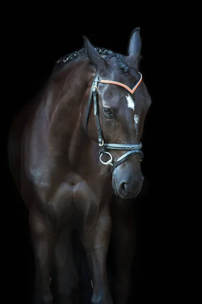 Porträt Eines Schwarzen Pferdes Auf Schwarzem Hintergrund — Stockfoto