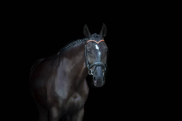 Zwarte Paard Portret Zwarte Achtergrond — Stockfoto