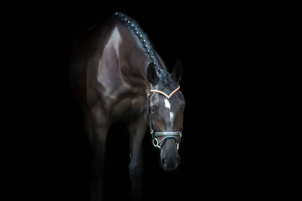 Černý Kůň Portrét Černém Pozadí — Stock fotografie