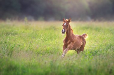 Bahar yeşil gündoğumu alanında güzel kırmızı tay çalıştırmak ve eğlenceli