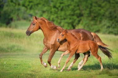 Bahar yeşil çayırüzerinde kırmızı mare ve tay çalıştırmak