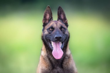 Malinois çoban köpeği yaz tarlasında portre kadar yakın