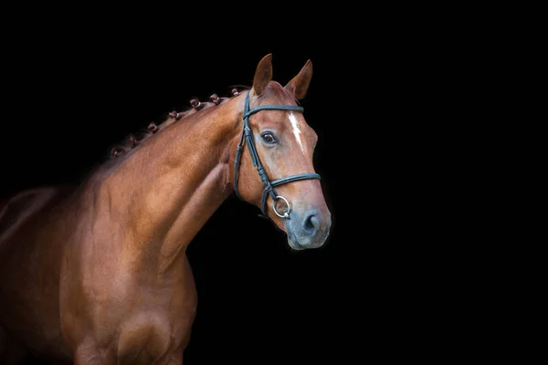 Красная Лошадь Портрет Черном Фоне — стоковое фото