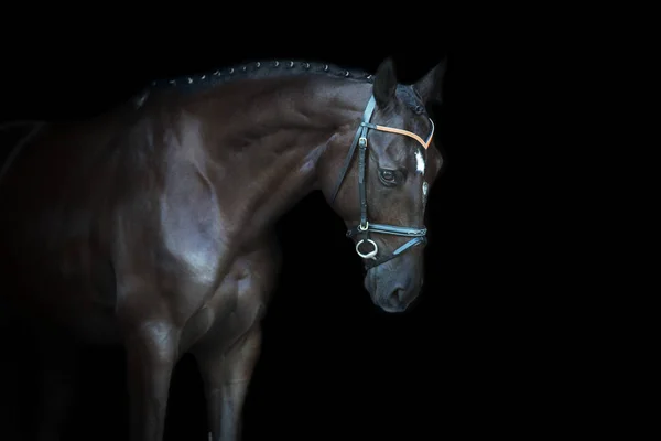 Μαύρο Άλογο Πορτρέτο Μαύρο Φόντο — Φωτογραφία Αρχείου