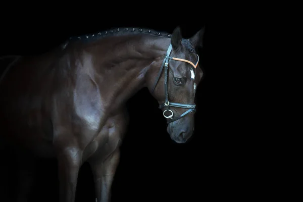 Retrato Caballo Negro Sobre Fondo Negro — Foto de Stock