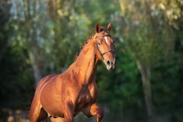 Άλογο Κοντινό Πορτρέτο Κίνηση Χαλινάρι — Φωτογραφία Αρχείου