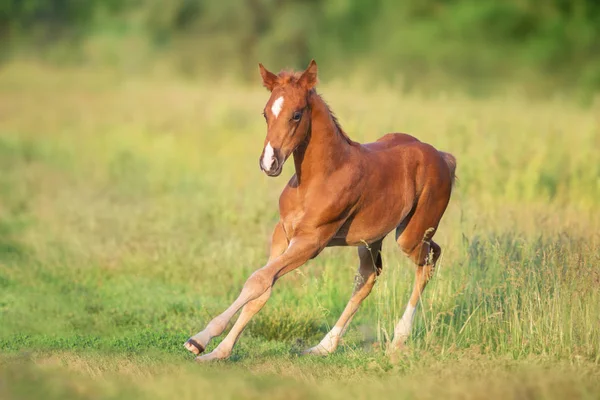 Bela Corrida Potro Vermelho Diversão Campo Sol Verde Primavera — Fotografia de Stock