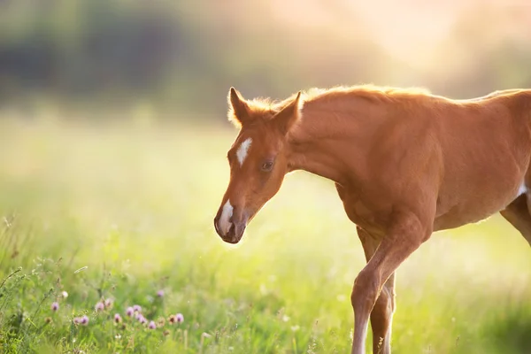 夏季田野阳光下的红色小马肖像 — 图库照片