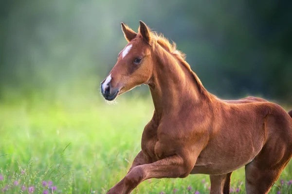 Portrait Poulain Rouge Lumière Soleil Sur Champ Été — Photo