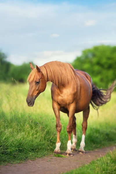 緑の牧草地に長いです男と赤い馬 — ストック写真