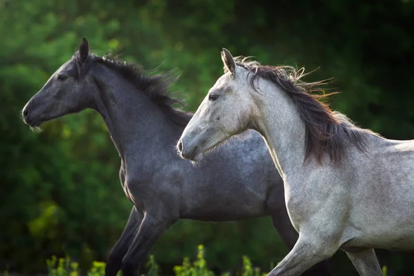 Pareja Gris Caballo Retrato Movimiento Outdoo — Foto de Stock