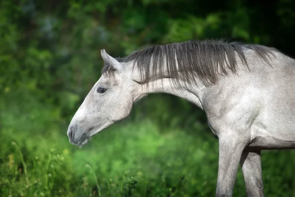 Grey Horse Portrait Green Background — Stock Photo, Image
