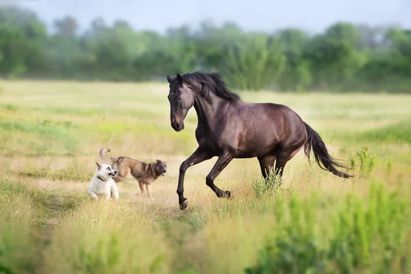 Schwarze Pferde Rennen Und Spielen Mit Hunden — Stockfoto