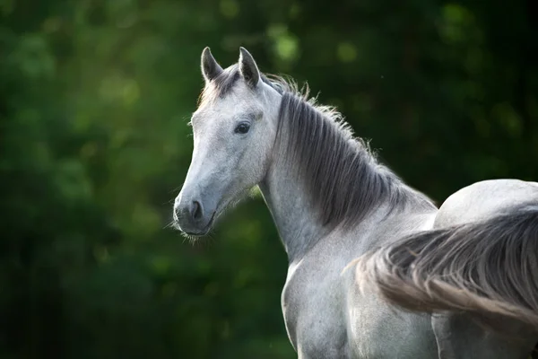 Grå Häst Porträtt Mot Grön Bakgrund — Stockfoto