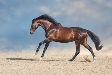 Körfez atı, mavi arka planda çöl tozunda hızlı koşar.