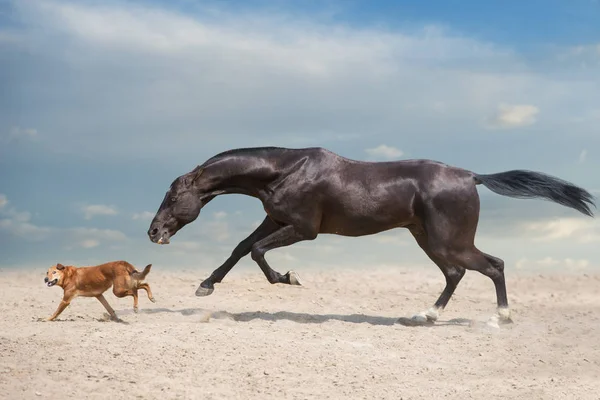 Akhal Teke Pferderennen Mit Hund Wüstenstaub — Stockfoto