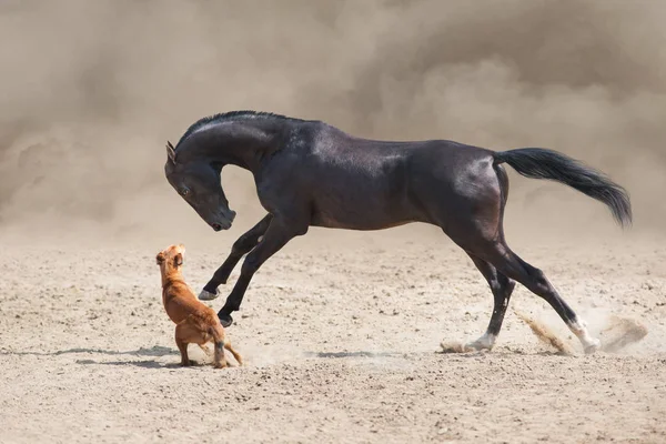 Akhal Teke Paardenrennen Met Hond Woestijnstof — Stockfoto