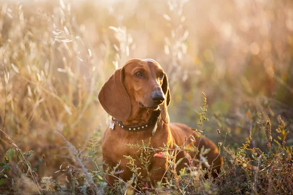 Wiener dog portrait on autumn landscape at sunrise