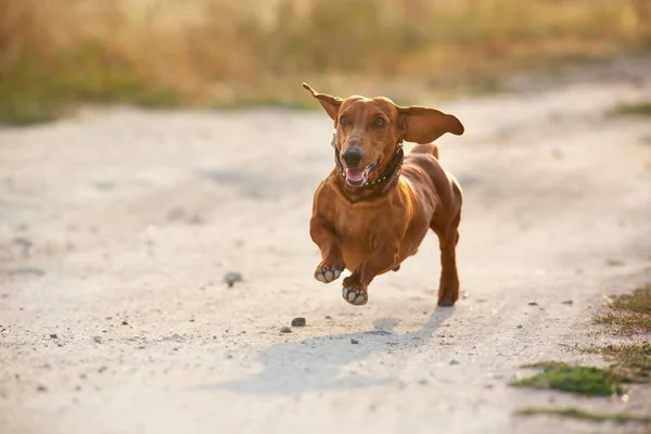 Wiener Dog Run Autumn Landscape Sunrise — Stock Photo, Image