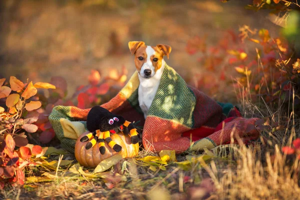 Jack Russel Terrier Con Plaid Zucca — Foto Stock
