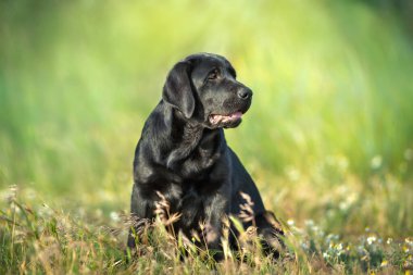 Kara labrador av köpeği portresi yaz çayırında