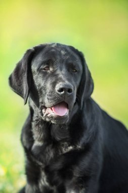 Kara labrador av köpeği portresi yaz çayırında