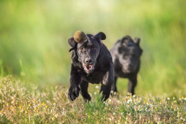 Siyah labrador av köpekleri dışarıda oynarlar.