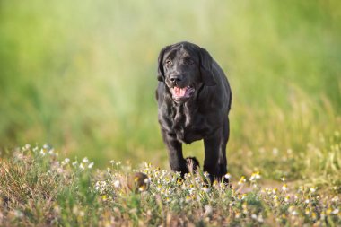 Kara labrador av köpeği çayırda oynuyor.