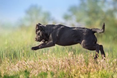 Kara labrador av köpeği çayırda oynuyor.