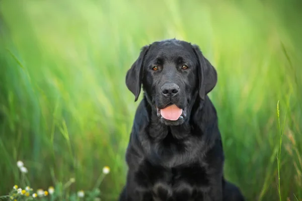 Retrato Perro Labrador Retriever Negro Pradera Verano —  Fotos de Stock