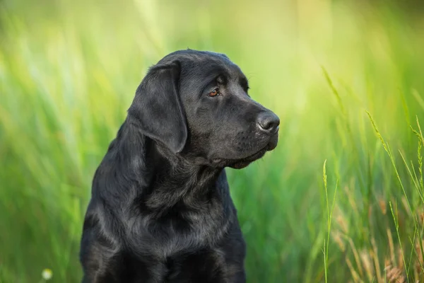 Retrato Perro Labrador Retriever Negro Pradera Verano —  Fotos de Stock