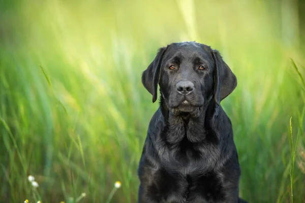 Портрет Собаки Лабрадора Летнем Лугу — стоковое фото