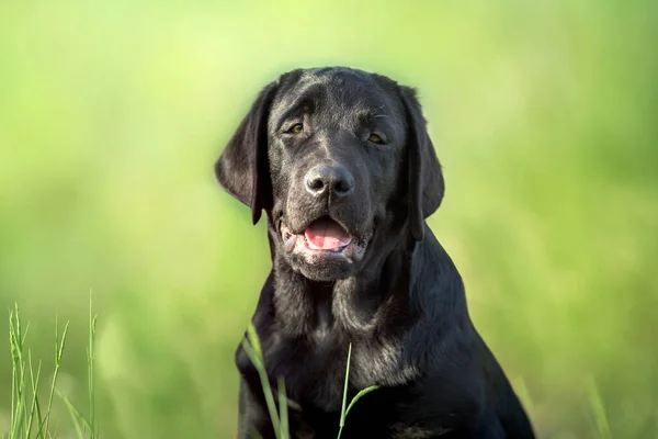 Retrato Perro Labrador Retriever Negro Pradera Verano —  Fotos de Stock