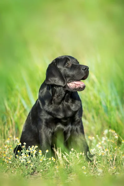 Fekete Labrador Retriever Kutya Portré Nyáron Rét — Stock Fotó