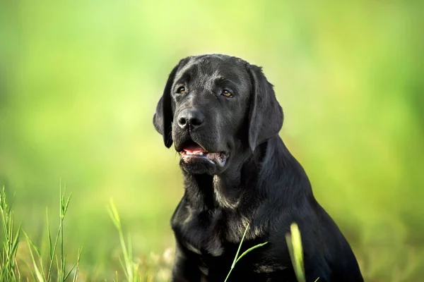 Fekete Labrador Retriever Kutya Portré Nyáron Rét — Stock Fotó