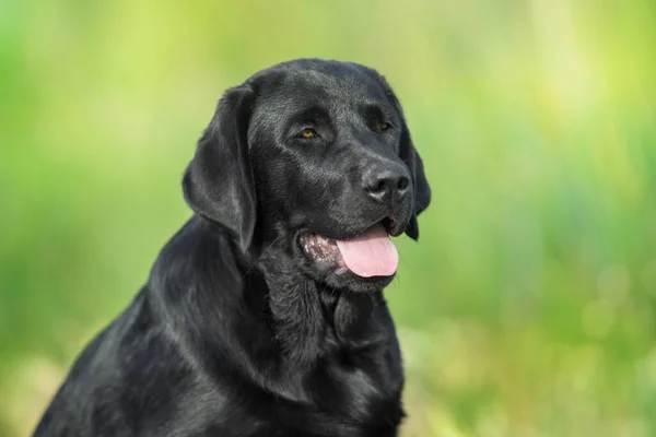 Černý Labrador Retrívr Pes Portrét Letní Louce — Stock fotografie