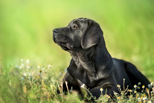 Fekete Labrador Retriever Kutya Portré Nyáron Rét — Stock Fotó