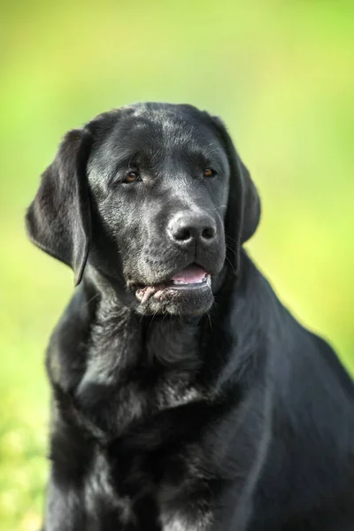 Портрет Собаки Лабрадора Летнем Лугу — стоковое фото