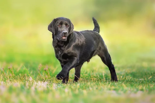 Fekete Labrador Retriever Kutya Játék Rét — Stock Fotó