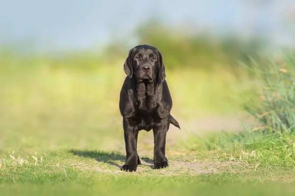 Fekete Labrador Retriever Kutya Játék Rét — Stock Fotó