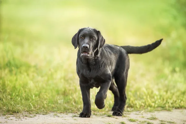 Чёрный Лабрадор Играет Собакой Лугу — стоковое фото