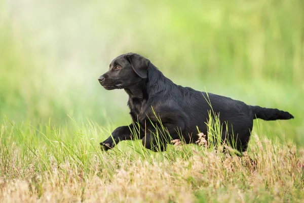 Чёрный Лабрадор Играет Собакой Лугу — стоковое фото