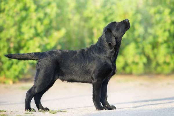 Fekete Labrador Retriever Kutya Külső — Stock Fotó