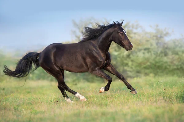 Svart Häst Fri Springa Galopp Medow — Stockfoto