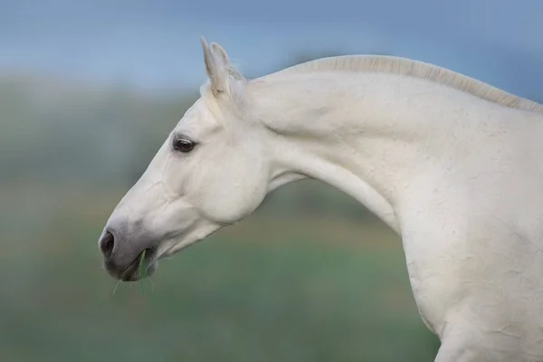 Bílý Koňský Portrét Pohybu — Stock fotografie