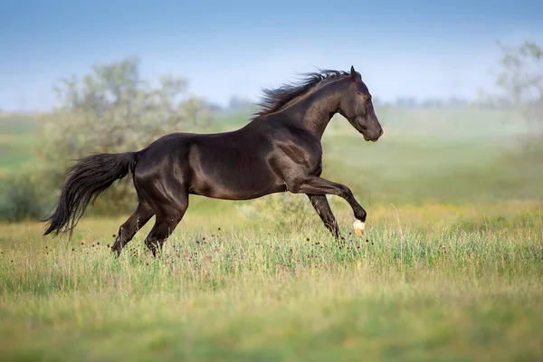 Black Horse Free Run Gallop Medow — Stock Photo, Image